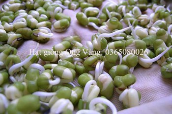 Hạt giống Mầm Giá Đậu Xanh