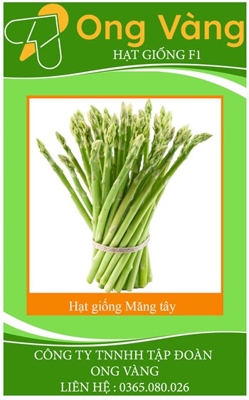 Hạt giống Măng Tây