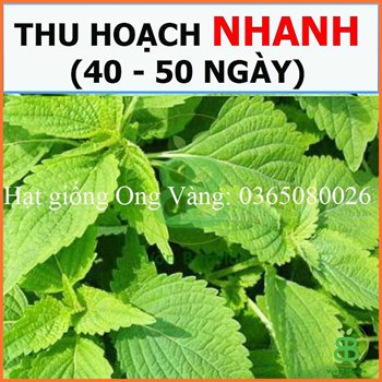 Hạt giống Rau thơm mè Hàn Quốc