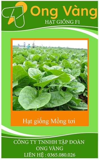 Hạt giống Mồng tơi