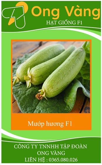 Hạt giống mướp hương F1