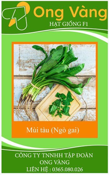 Hạt giống Ngò gai