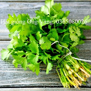 Hạt giống ngò hạt lớn