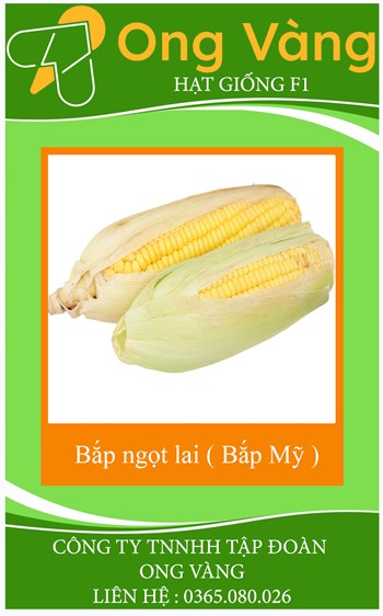 Hạt giống Bắp ngọt lai ( Bắp Mỹ ) F1