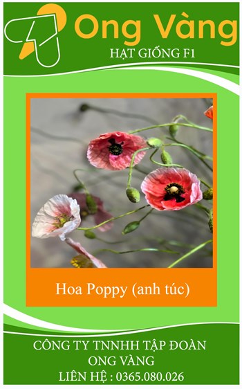 Hạt giống hoa poppy mix