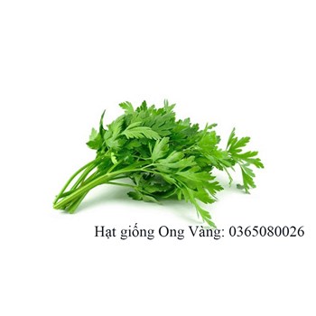 Hạt giống rau cần cọng xanh