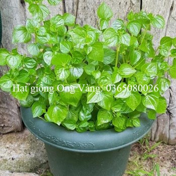 HẠT GIỐNG RAU CÀNG CUA