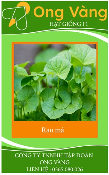 Hạt giống rau má