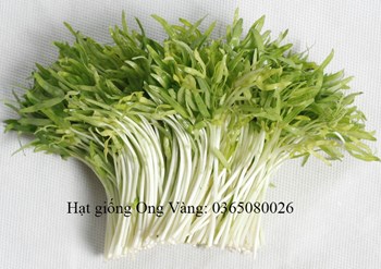 Hạt giống mầm rau muống