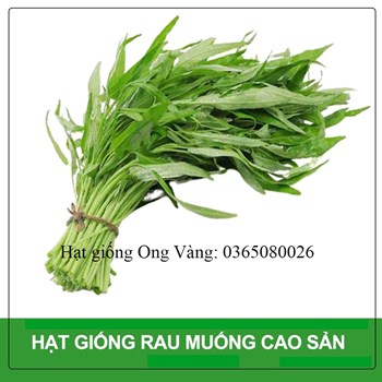 Hạt giống rau muống chọn lọc