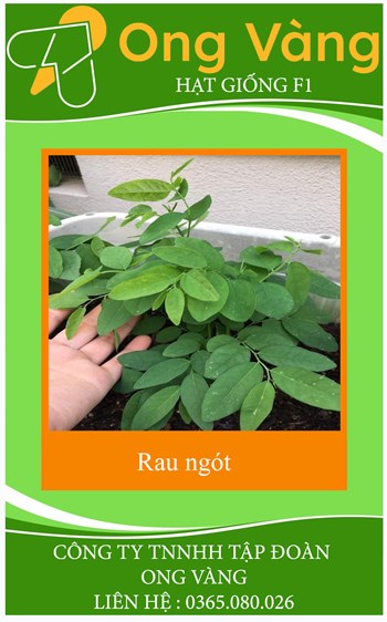 Hạt giống rau ngót