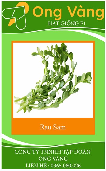 Hạt Giống Rau Sam