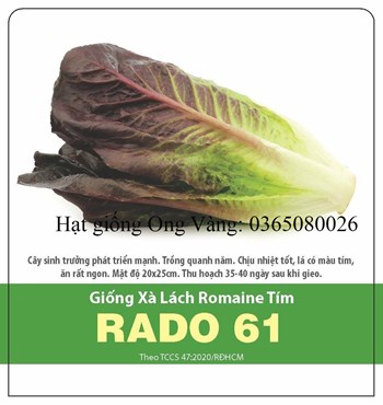 Hạt giống xà lách tím romain