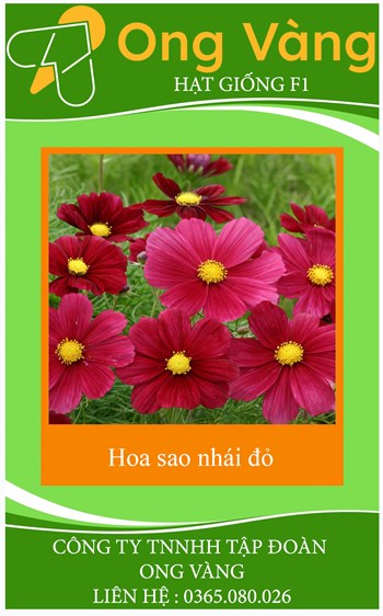 Hạt Giống Hoa Sao Nhái Đỏ