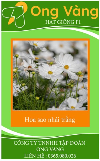 Hạt Giống Hoa Sao Nhái Trắng