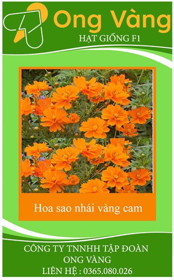Hạt Giống Hoa Sao Nhái Vàng Cam