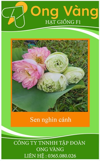 Hạt giống hoa sen nghìn cánh