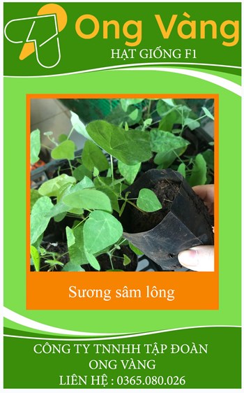 Hạt Giống Sương Sâm Lông