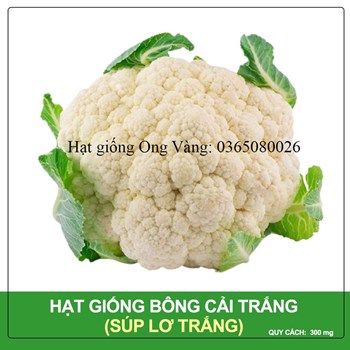 Hạt giống Cải Bông Trắng ( Súp Lơ )