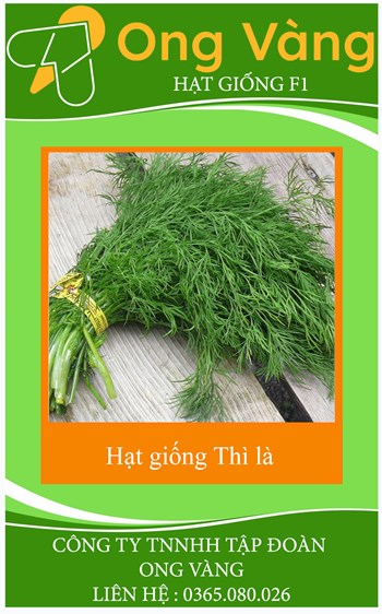 Hạt giống Thì là