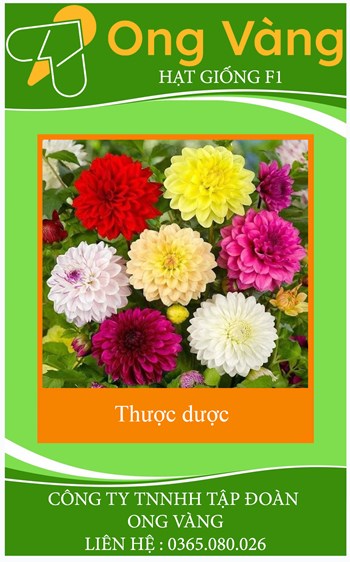 Hạt giống hoa thược dược MIX