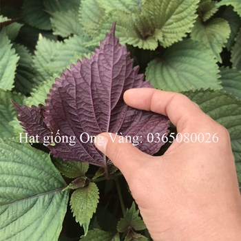 Hạt giống tía tô
