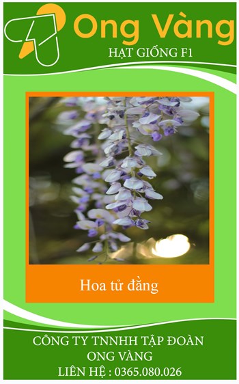 Hạt giống hoa tử đằng