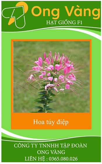 HẠT GIỐNG HOA TÚY ĐIỆP(HỒNG RI)