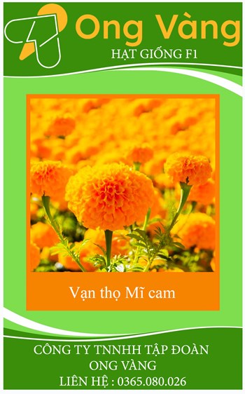Hạt giống hoa Cúc Vạn Thọ Mỹ cam
