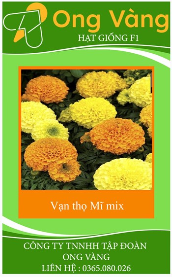 Hạt giống hoa Cúc Vạn Thọ Mỹ MIX