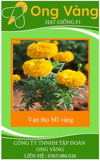 Hạt giống hoa Cúc Vạn Thọ Mỹ vàng