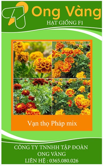 Hạt giống hoa cúc vạn thọ Pháp mix