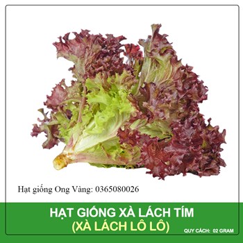 Hạt giống xà lách xoăn tím