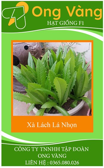 Hạt Giống Xà Lách Lá Nhọn