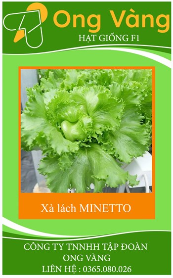 Hạt giống Xà lách MINETTO