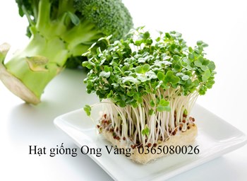Hạt giống rau mầm Cải bông xanh