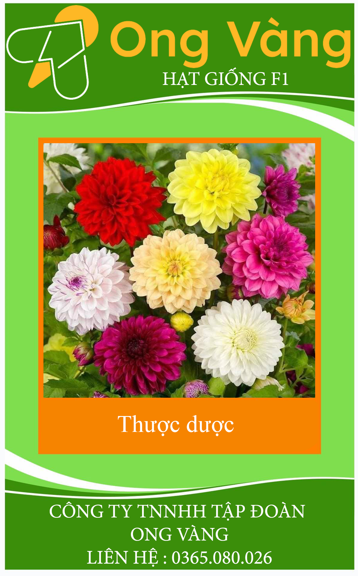 Hạt giống hoa thược dược MIX