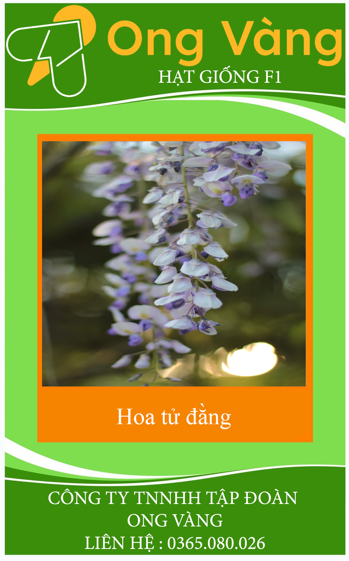 Hạt giống hoa tử đằng