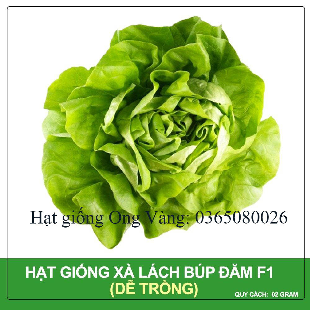 Hạt giống xà lách đăm