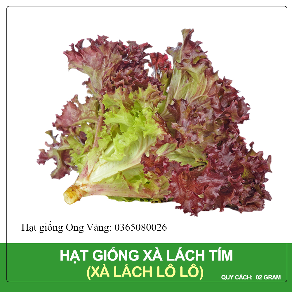 Hạt giống xà lách xoăn tím